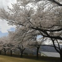 湯沢中央公園の桜
