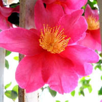 山茶花の季節