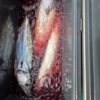 今日のルアー釣り　5月27日(火)