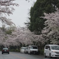 通勤途中の桜