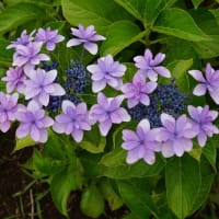 花菖蒲園の「紫陽花」
