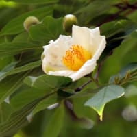 夏椿