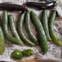 収穫野菜や頂き野菜とサークル差入れ