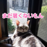 出窓の風景