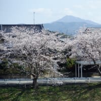 桜の溢れる日