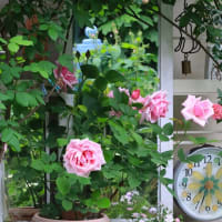 いよいよ　我が家の庭もバラのハイシーズン♪