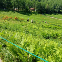 スズランの花咲く入笠山へ