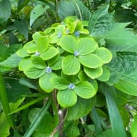 紫陽花
