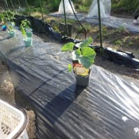 サツマイモ蔓を植えて、スイカ、ピーマン類も定植した