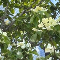 我が家の花達
