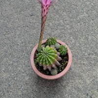 毎年恒例、美化と美花