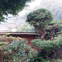 選挙にいこう