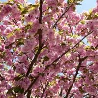 「相模が丘仲良し小道」で咲く遅咲き「桜」いろいろ！！