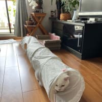 キャットトンネル