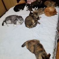 猫まみれ