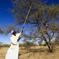 スーダン　　「忘れられた紛争」の資金源･･･チョコ・ガムに使用されるアラビアガム