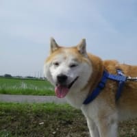 ハッチの散歩と賑やかな野鳥の声