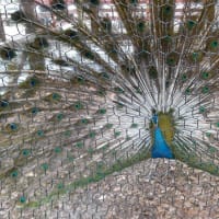 「相模原麻溝公園」の「ふれあい動物広場」へ！！