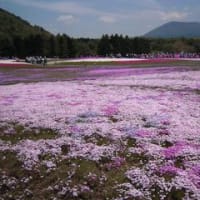 富士芝桜を見に行きました