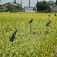 田んぼのカラス