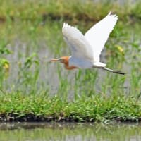 アマサギ   Ⅲ    