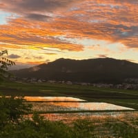 初夏の実り