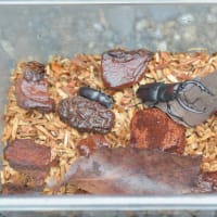 クワガタの持ち帰り方