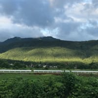 草マルチ追加