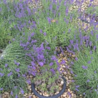 六月の薬用植物園は香りの劇場・・・