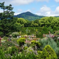 バラが見ごろの「京都府立植物園」。ランチは、一般客も利用できる「京都府立大学」の学生食堂で