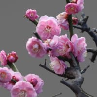我が家の梅