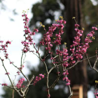 「花蘇芳/はなずおう×4枚。」
