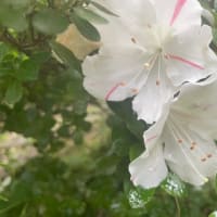 猫草も便利になりました