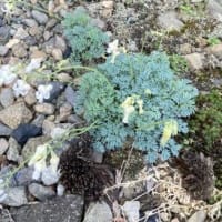 高山植物コマクサ！？