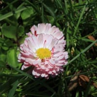 北海道の春から初夏の花、デイジー3-1