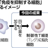 京大などの研究チームが発表：人のｉＰＳ細胞から、免疫反応を抑える「制御性Ｔ細胞（Ｔレグ）」に近い細胞を作り出すことに世界で初めて成功