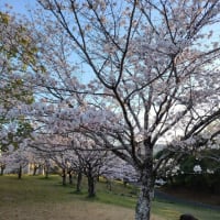 桜とボルチンビッグタオル！！！！