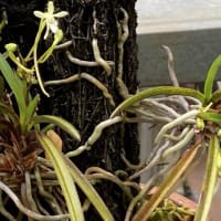 カキツバタの白色が咲いた