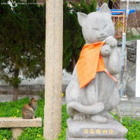 熊本県上天草市にあるネコの島と名高い「湯島」で 日帰りネコ撮影会が開催されます！