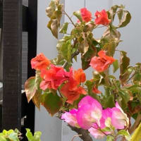 カキツバタほか庭に咲いた花