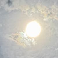 我が家の春｡｡ その①