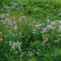 野草庭園