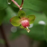 ●我が家の５月の花　ヒペリカム・アンドロサエマム　小さな赤い実　雨のしずく  紫瀾　(シラン)