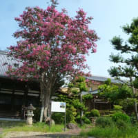 お寺の屋根より大きい百日紅