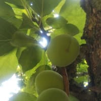 移り行く季節
