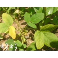 8/5の収穫　ルッコラ　枝豆　ミニトマト　なす　バジル