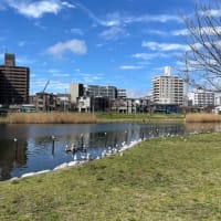 桜が一気に咲き始めました！