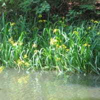 ガビチョウと森林浴