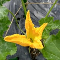 ズッキーニの花