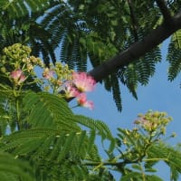 ネムノキの花